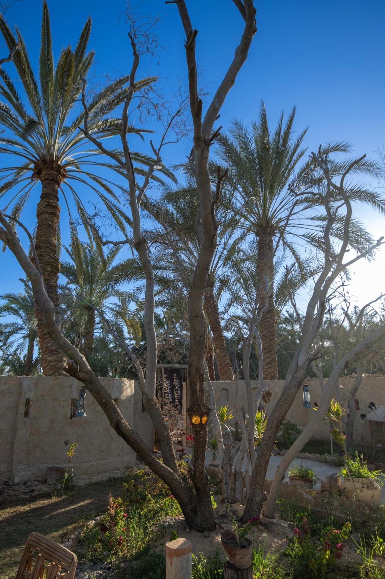 Olive Garden House Siwa Hostel Szíva-oázis Kültér fotó
