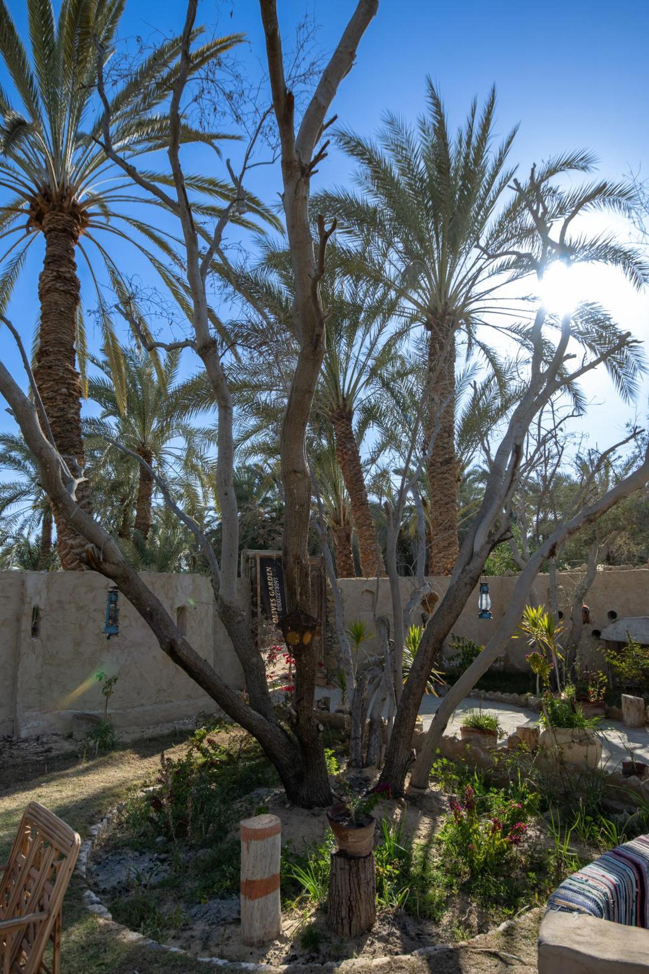 Olive Garden House Siwa Hostel Szíva-oázis Kültér fotó