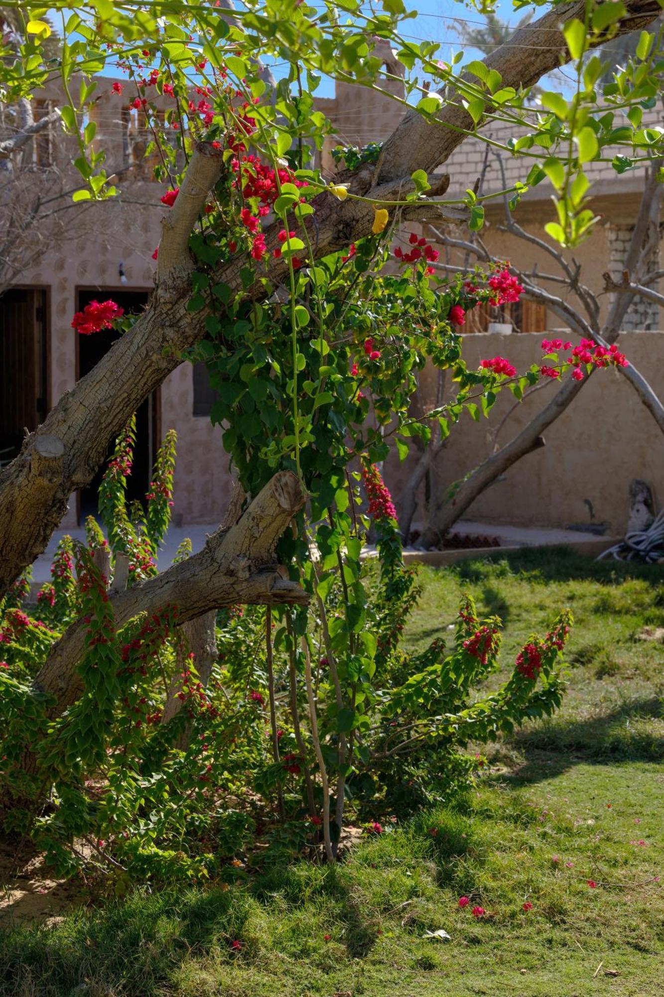 Olive Garden House Siwa Hostel Szíva-oázis Kültér fotó